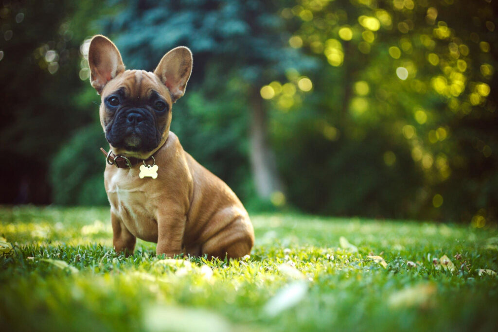 French Bulldog Puppy