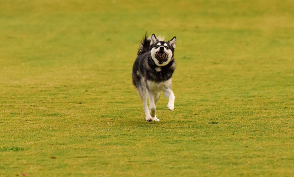 Alaskan Klee Kai