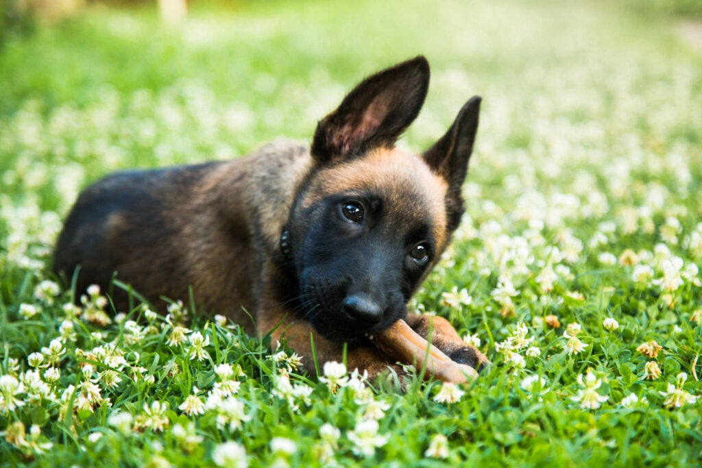 12 Best Dry Dog Food For Belgian Malinois Puppy