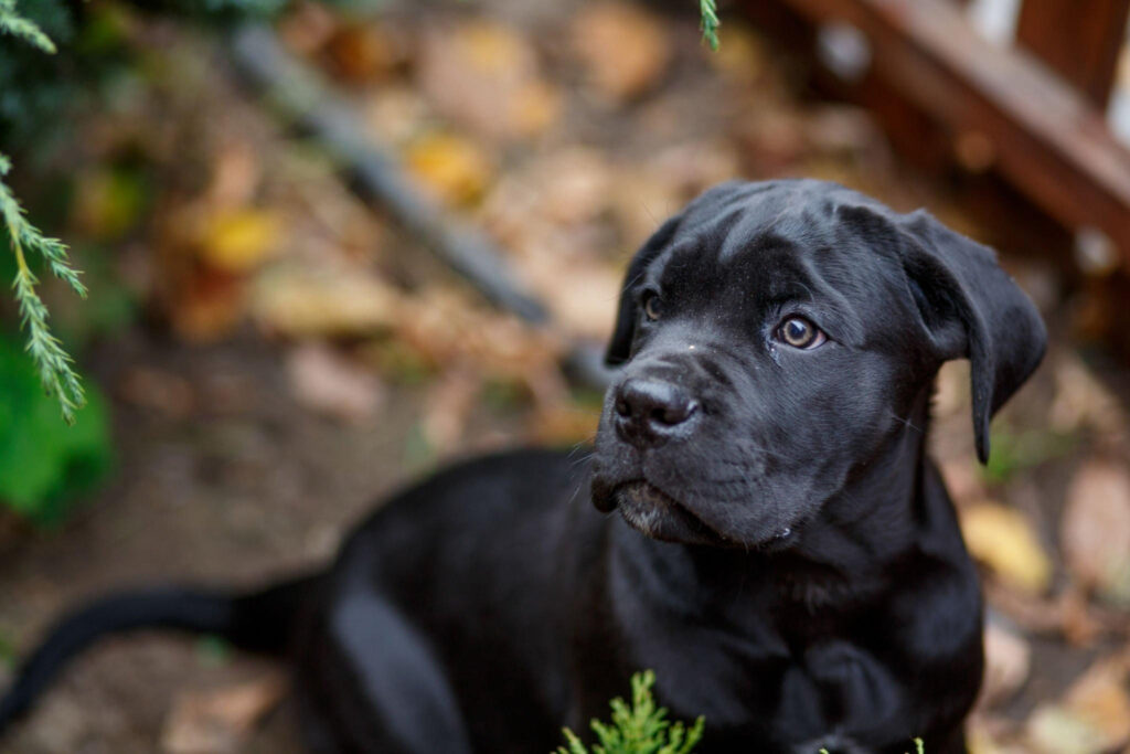 Cane Corso Puppies