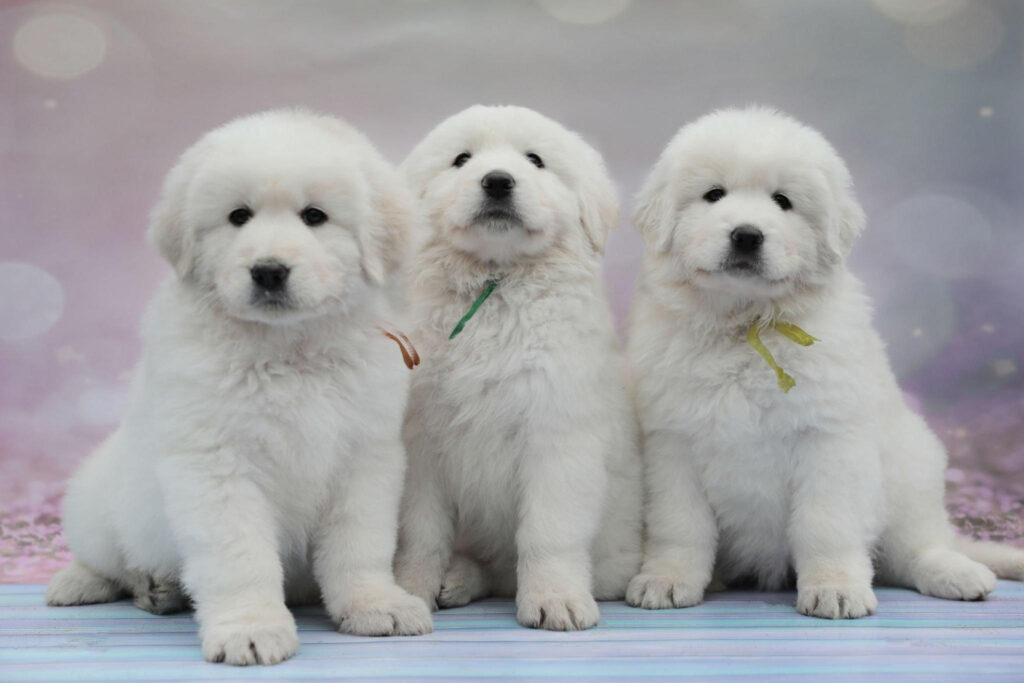 Great pyrenees puppy