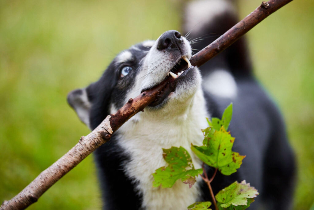 Dogs Eat Grape Stems