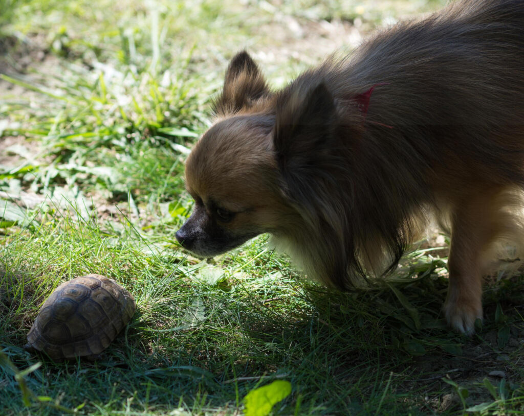 Can Dogs Eat Turtle Food