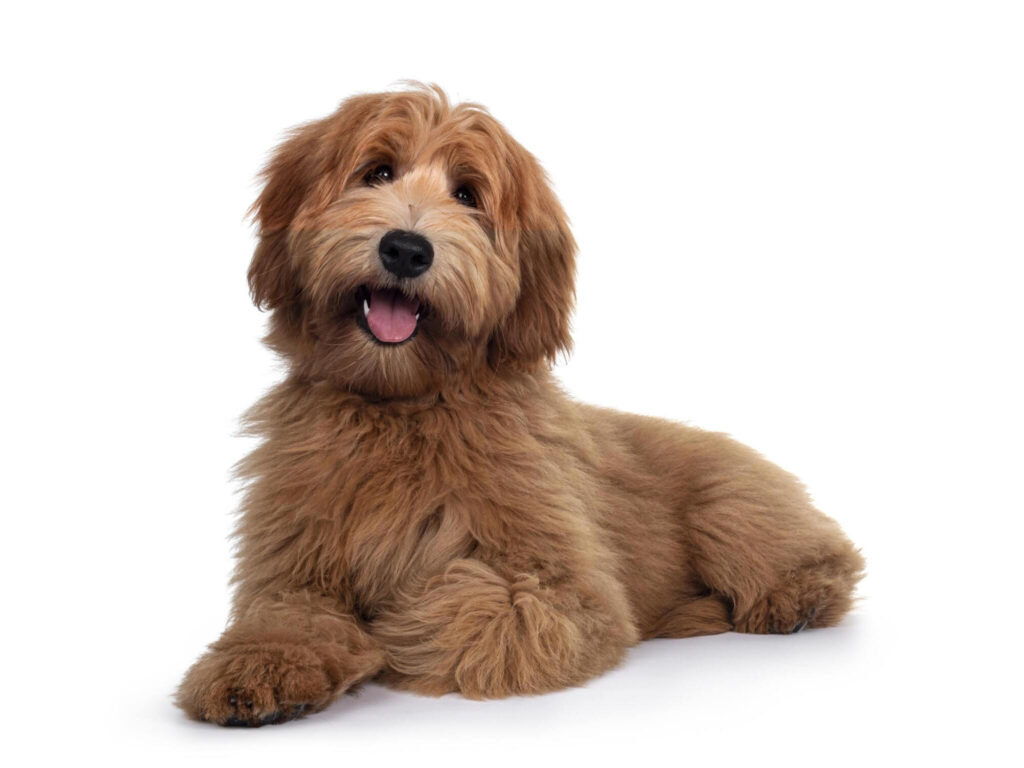 Guide to Labradoodle Feeding Chart in the UK